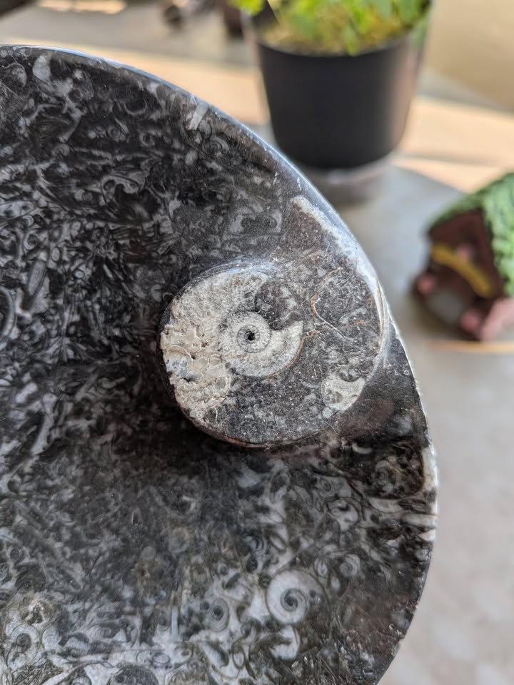 🐚 Jabonera Natural con Ammonites y Orthoceras Mini