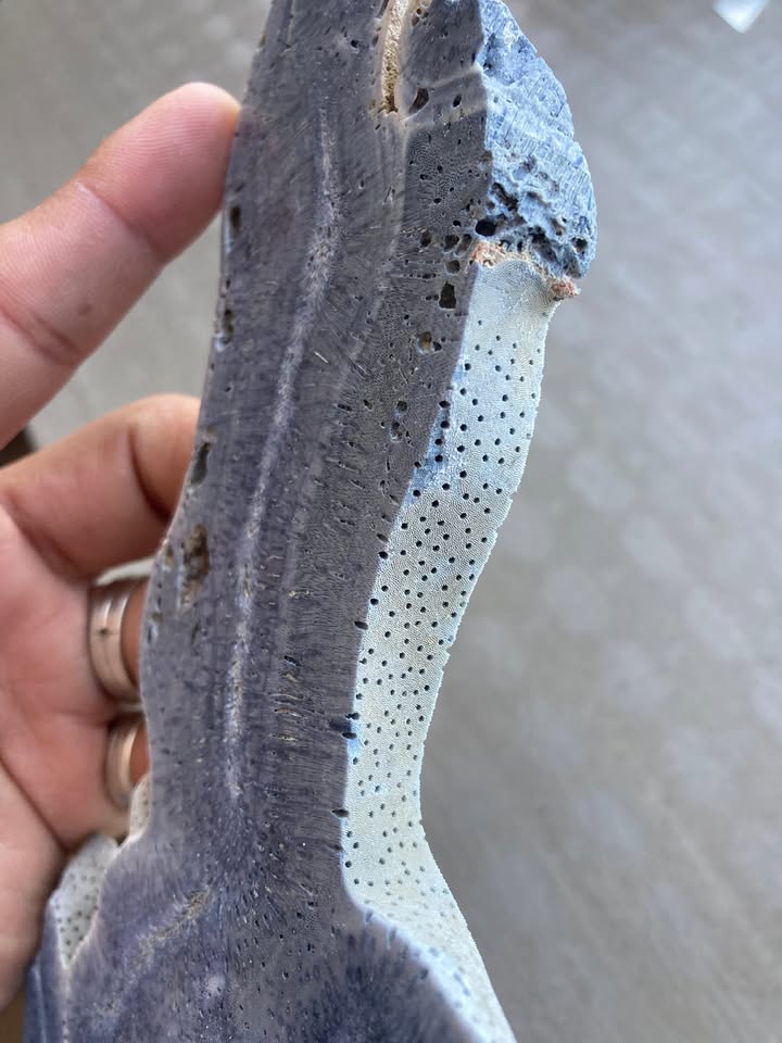 Coral Fósil Azul en Laja - Pieza de Colección
