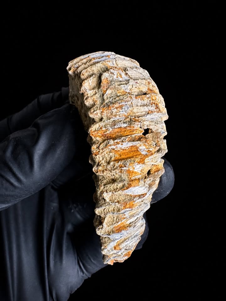 🦪 Ostra fósil (Ostrea carinata)