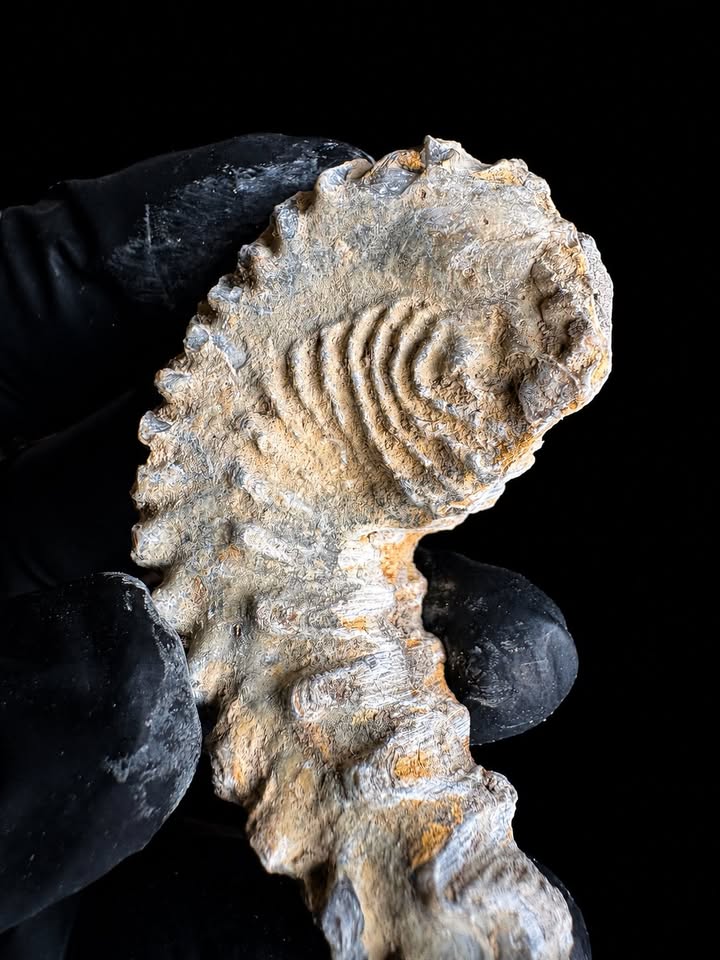 🦪 Ostra fósil (Ostrea carinata)