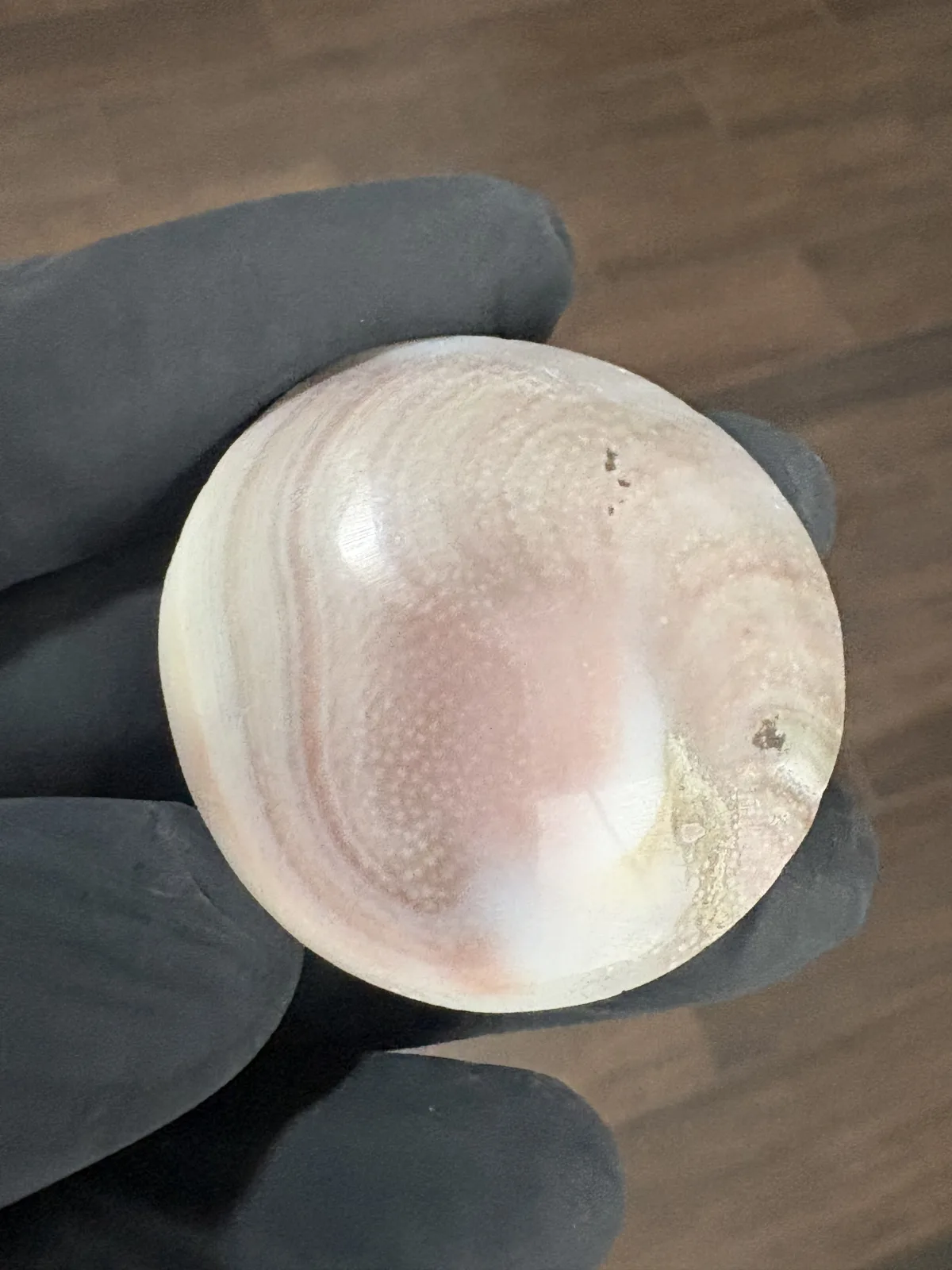 Fotografía 5 de Ojos De Shiva Naturales Pulidos 3 A 4 Cm Lote Variado